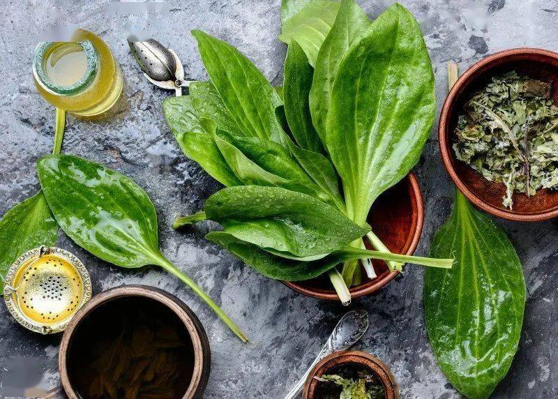 由于它具有抗炎的特性,是一种万能的伤口治疗药,广泛用于草药急救