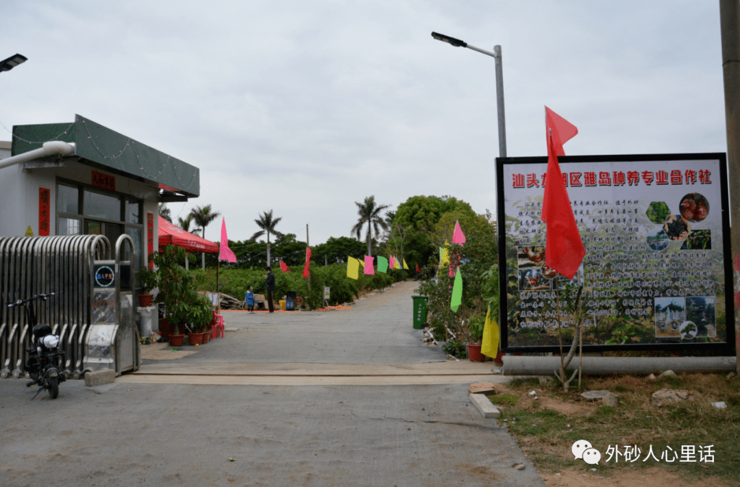 龙华街道大衙村桑葚园可以采摘啦绿色无公害桑葚熟了走周末采摘去