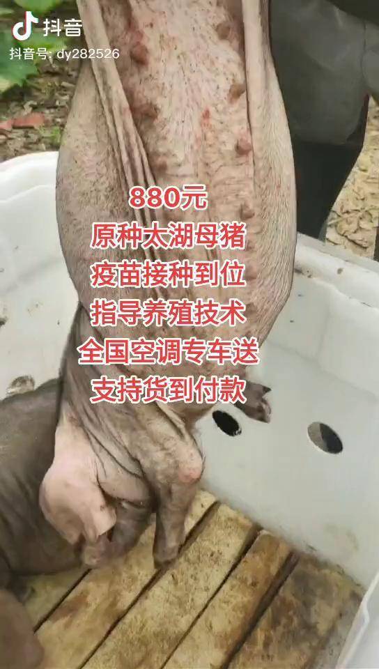 自繁自养原种母猪支持货到付款养猪人太湖母猪养猪人加油干dou小助手