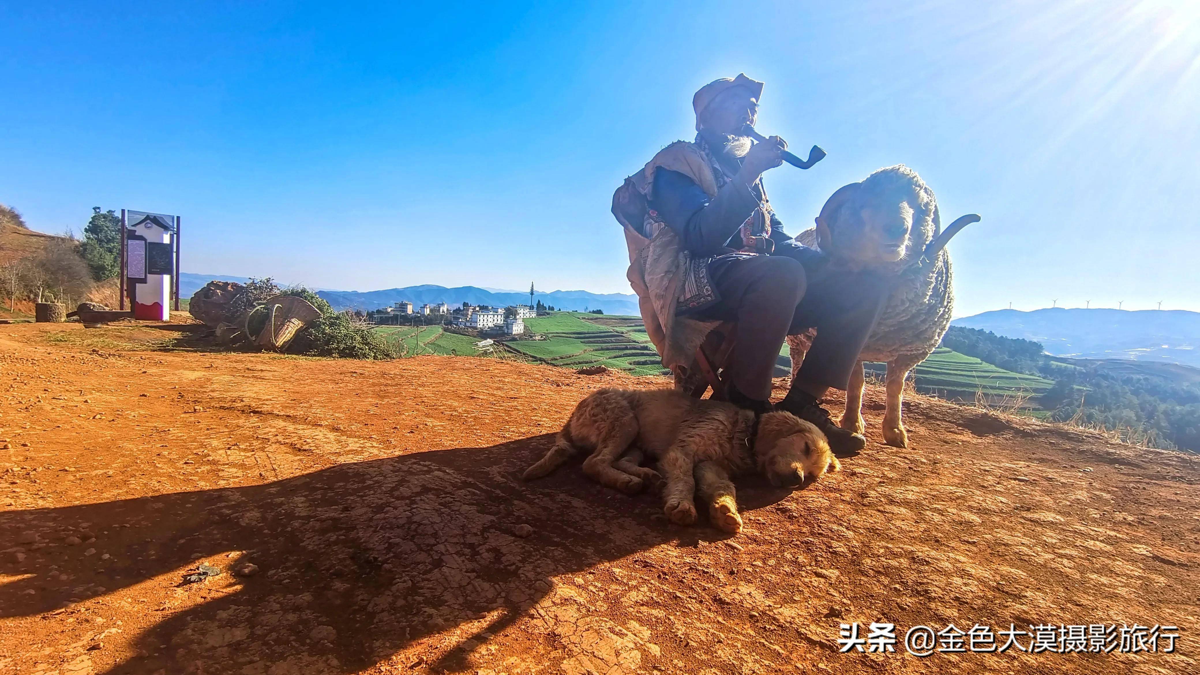 东川红土地老人跟羊图片