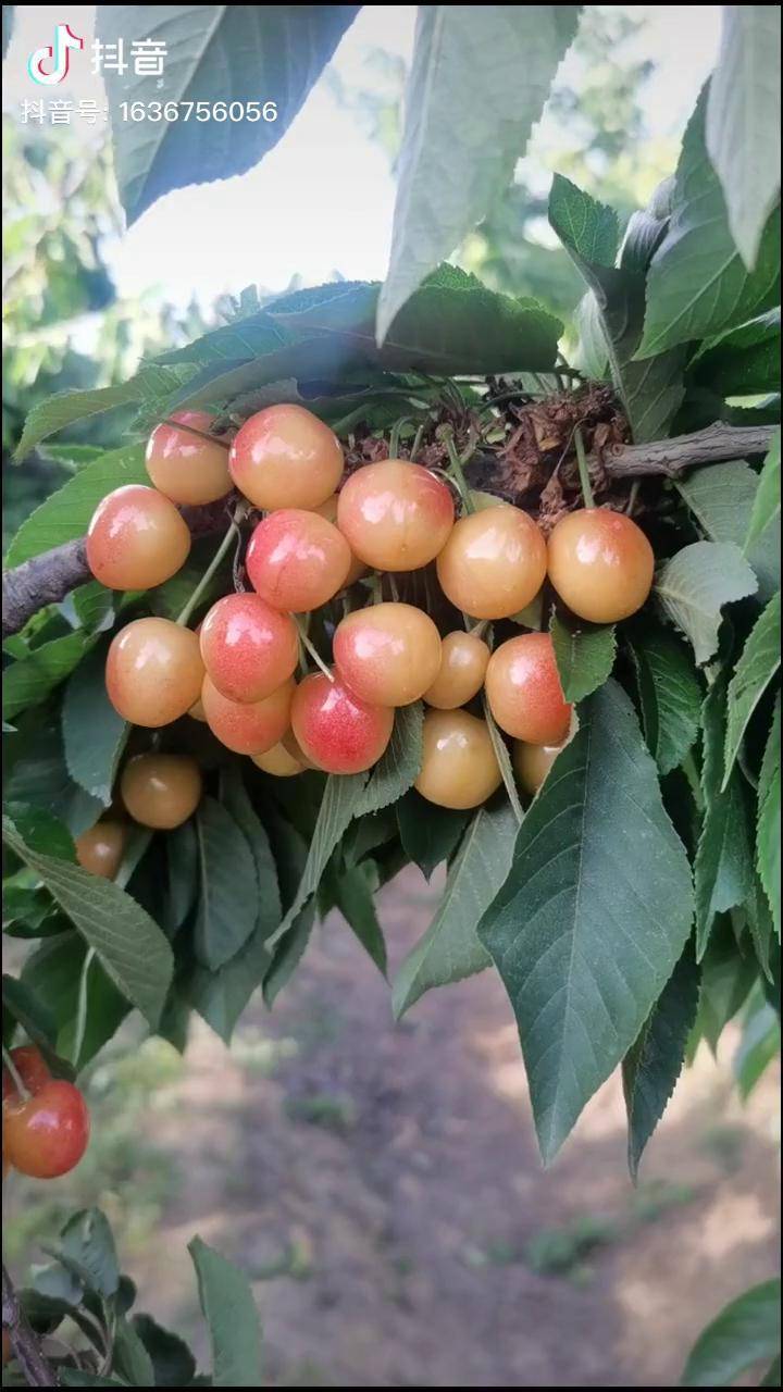 黄蜜大樱桃特丰产花粉量大可做授粉树dou热门抖音热门