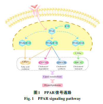 ppar信号通路是目前研究高脂血症的非常经典信号通路,通过参与胆固醇