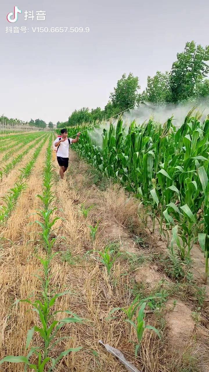 玉米高期打药小助手