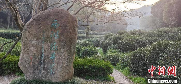 西湖龍井茶18日開採 疫情影響採茶工告急急募志願者_陳劍立_翁家山村