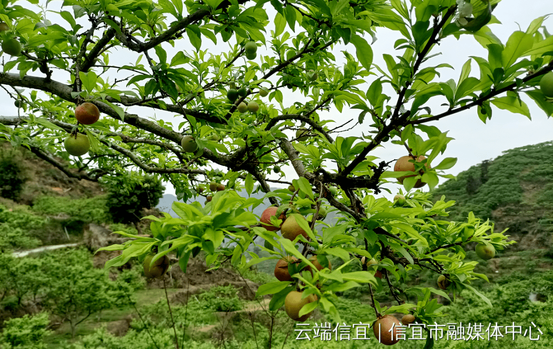 量少价俏信宜钱排三华李今年头批挂果上市