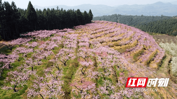 红皮萝卜|新田县骥村镇：打造3000亩“桃花源”助力乡村振兴