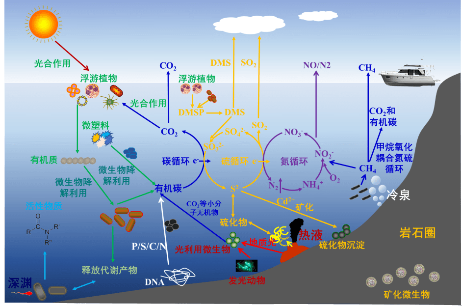 【海洋知识科普】深海到底有没有能利用光的生命存在?_光能_研究_生物