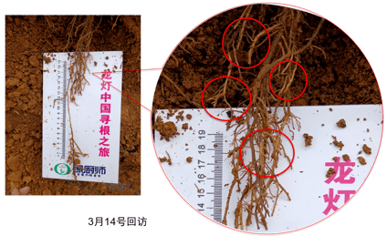 龙灯真根03更懂作物营养