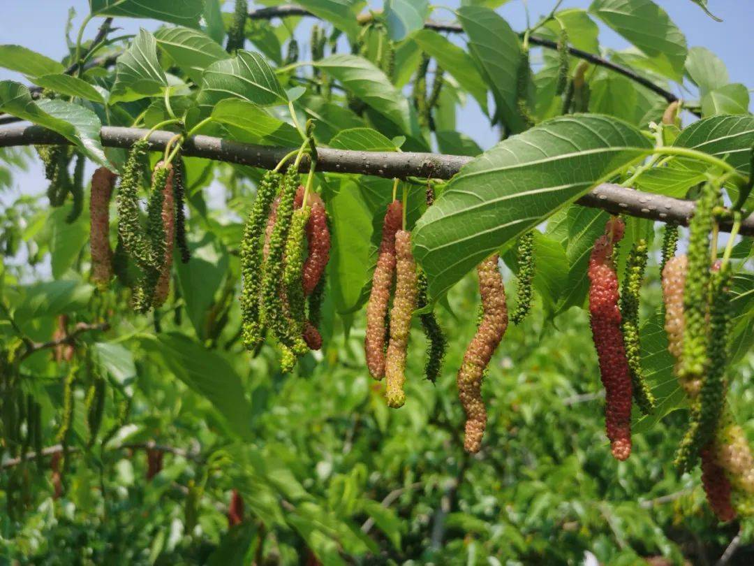 周末啦文山城周边的马桑蓝莓都熟了