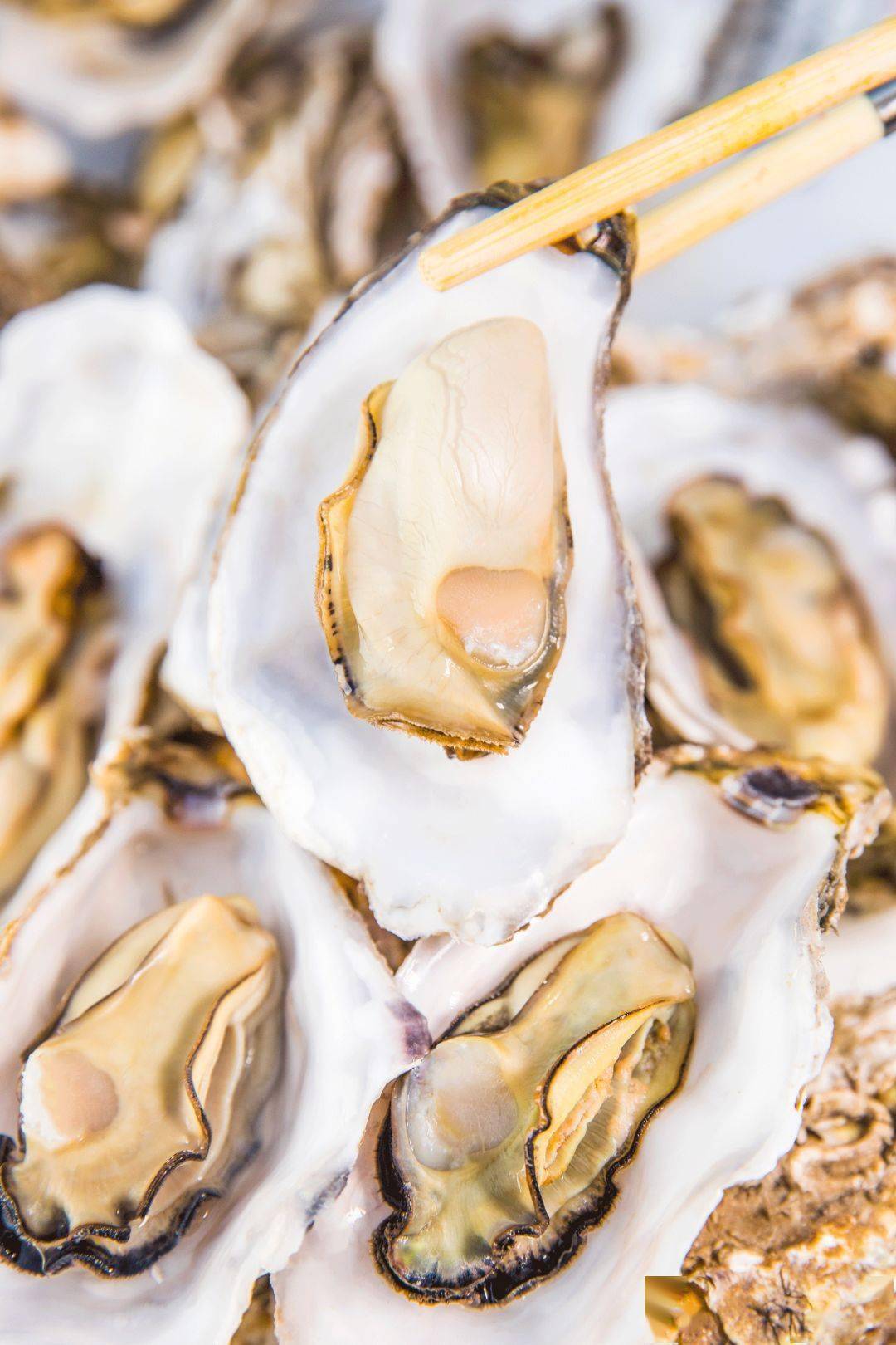 叔叔于勒》中描述的那样:"一个衣服褴褛的年老水手拿小刀一下撬开牡蛎