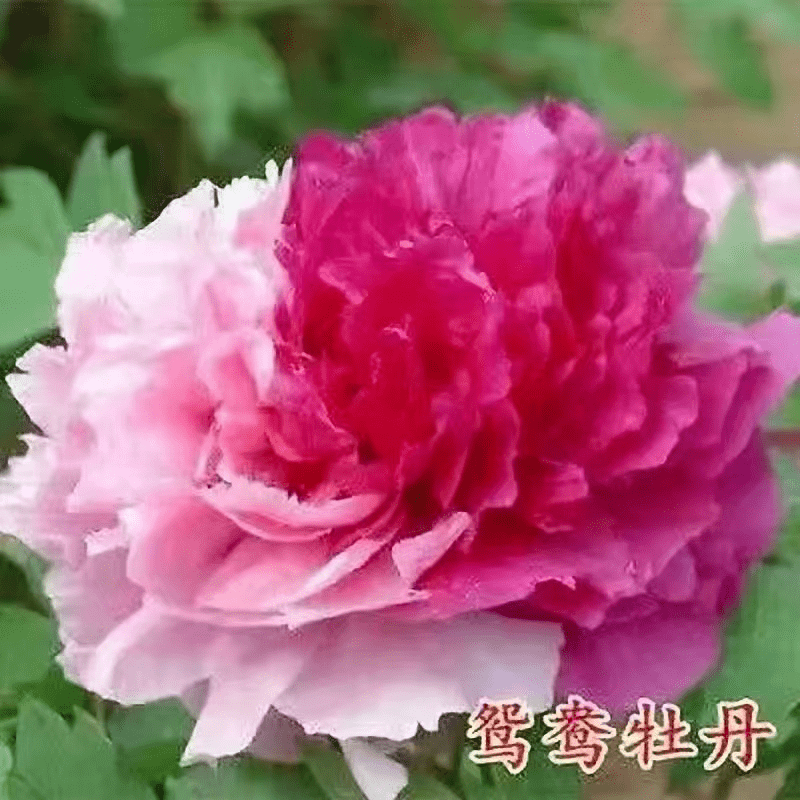 散文|春天来了！（散文）