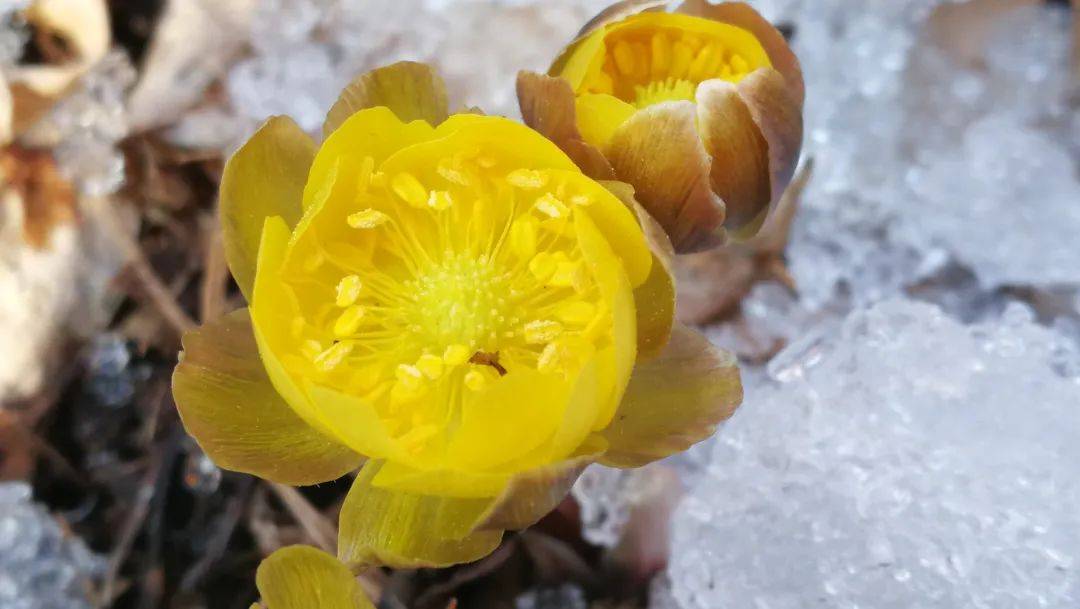 花朵|穿冰破雪！初春的牡丹江，冰凌花迎春绽放～