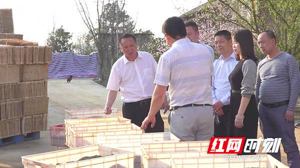 衡阳县委书记调研督导春耕备耕和粮食生产工作_育秧_曾立林_三湖镇