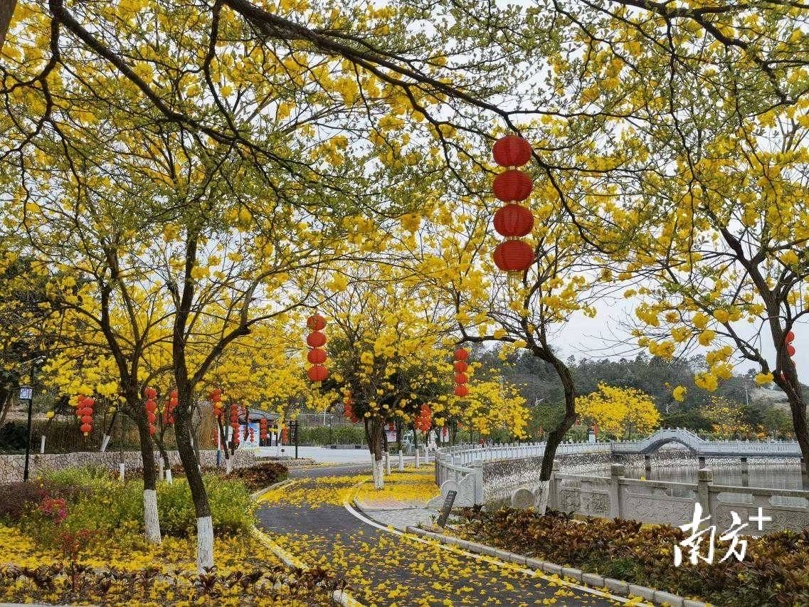 春暖花开日,高州市石鼓镇大王岭村,深埇村的黄花风铃争相绽放,一片片