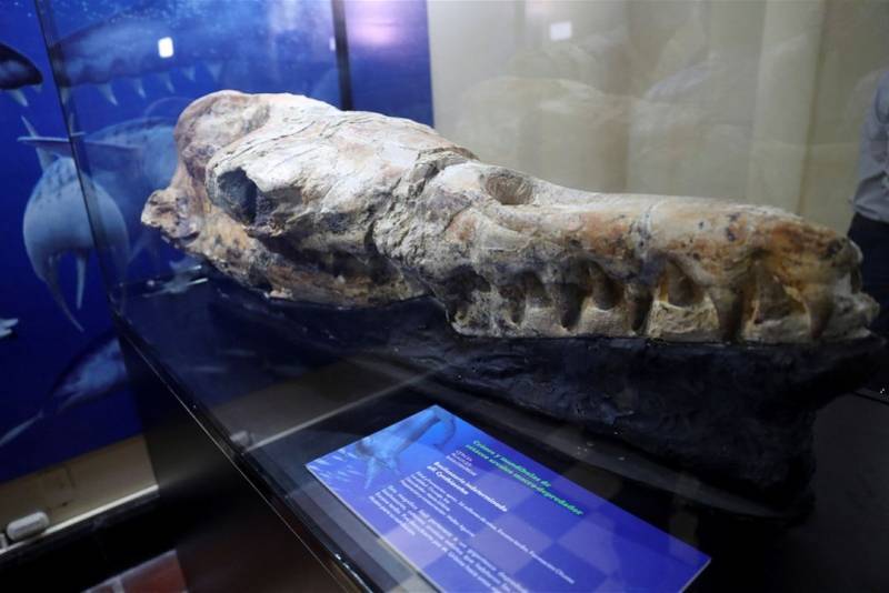梅尔维尔鲸牙齿化石图片