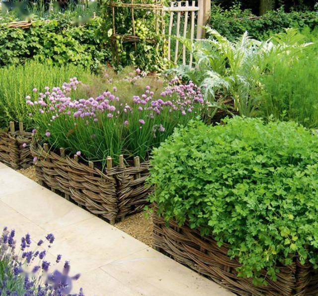 在家里拥有一座美丽的蔬菜花园