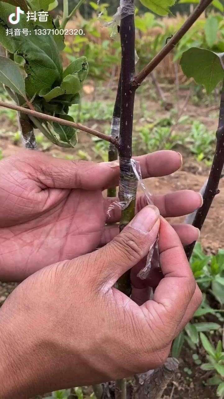 全红梨树嫁接成果泽雨苗圃果树管理技术果树嫁接技术