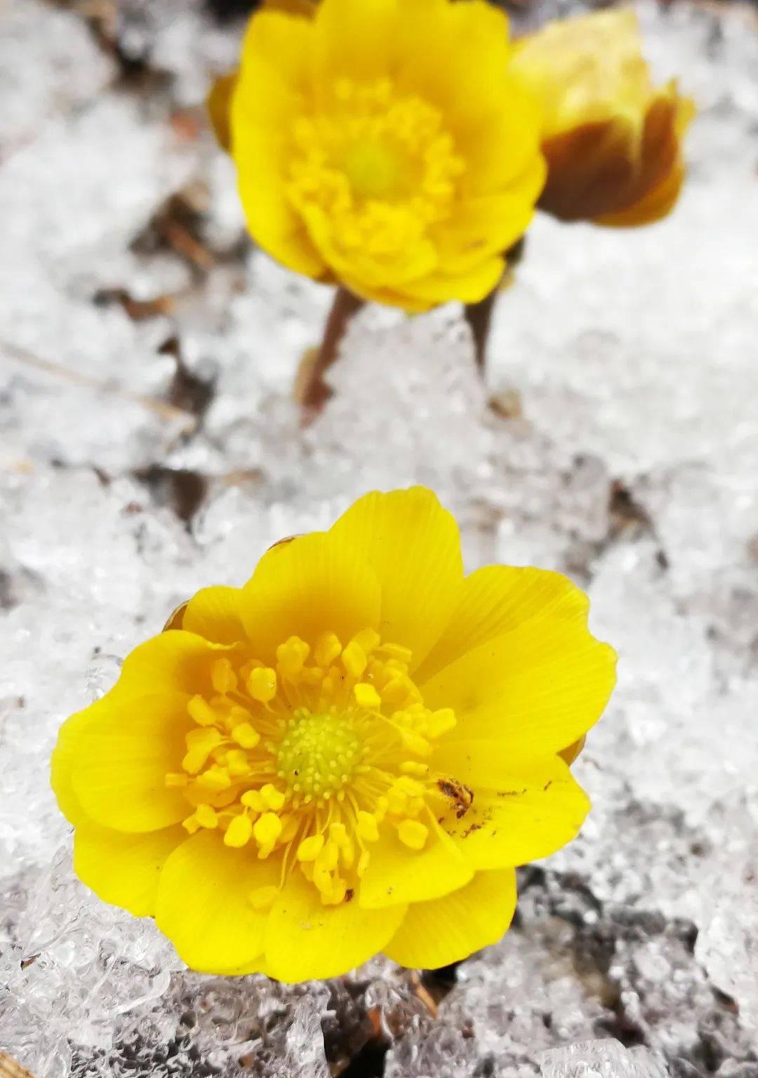 花朵|穿冰破雪！初春的牡丹江，冰凌花迎春绽放～