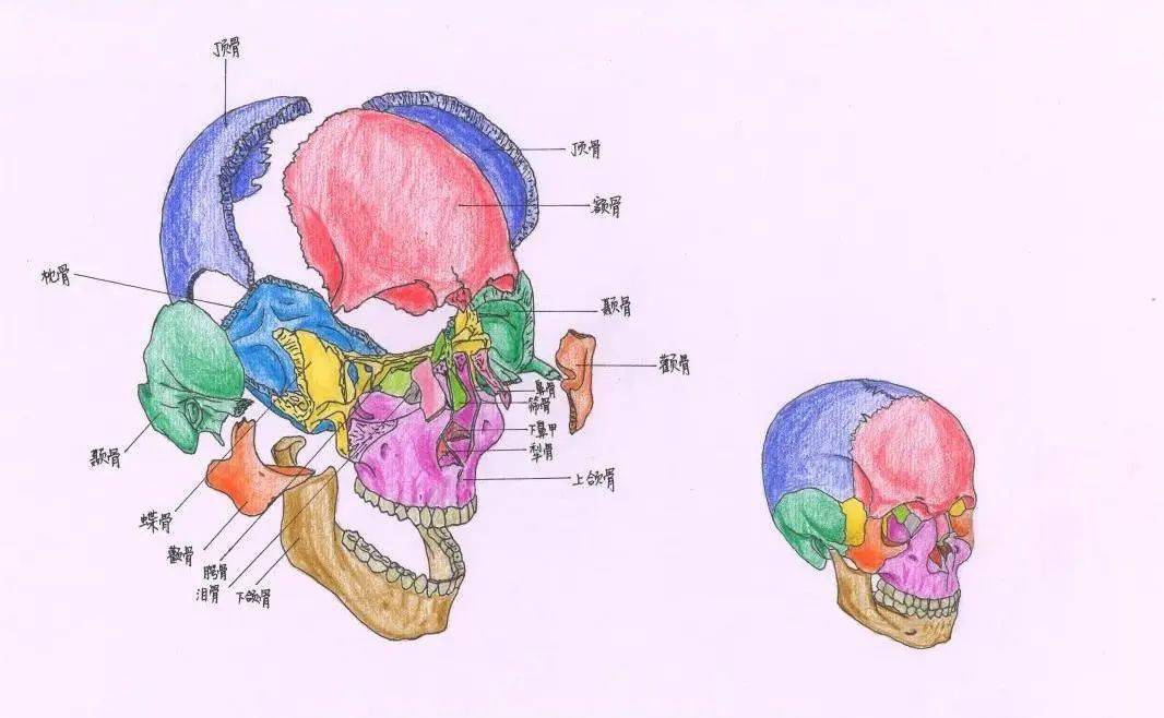 中大医学生喊你线上看展啦!