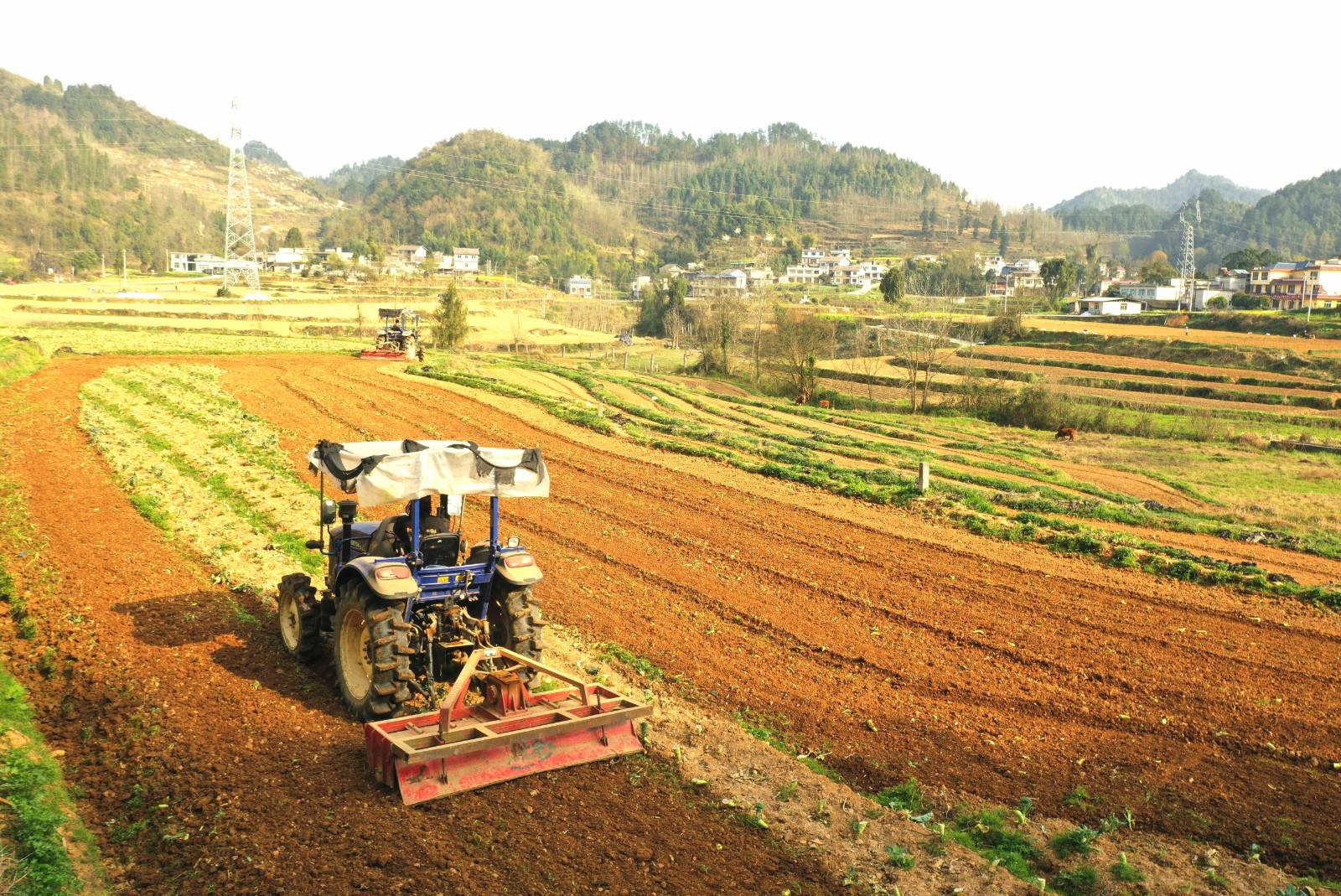 德江成群铁牛闹春耕