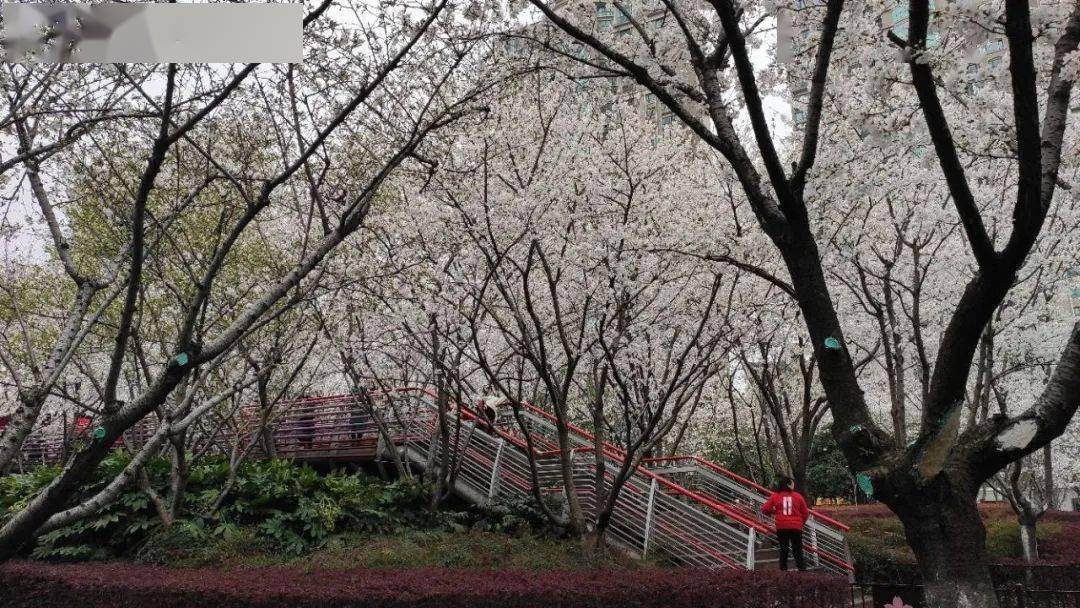 雅各布思|被一夜风雨锤炼后的樱花公园，周末人流量爆满！