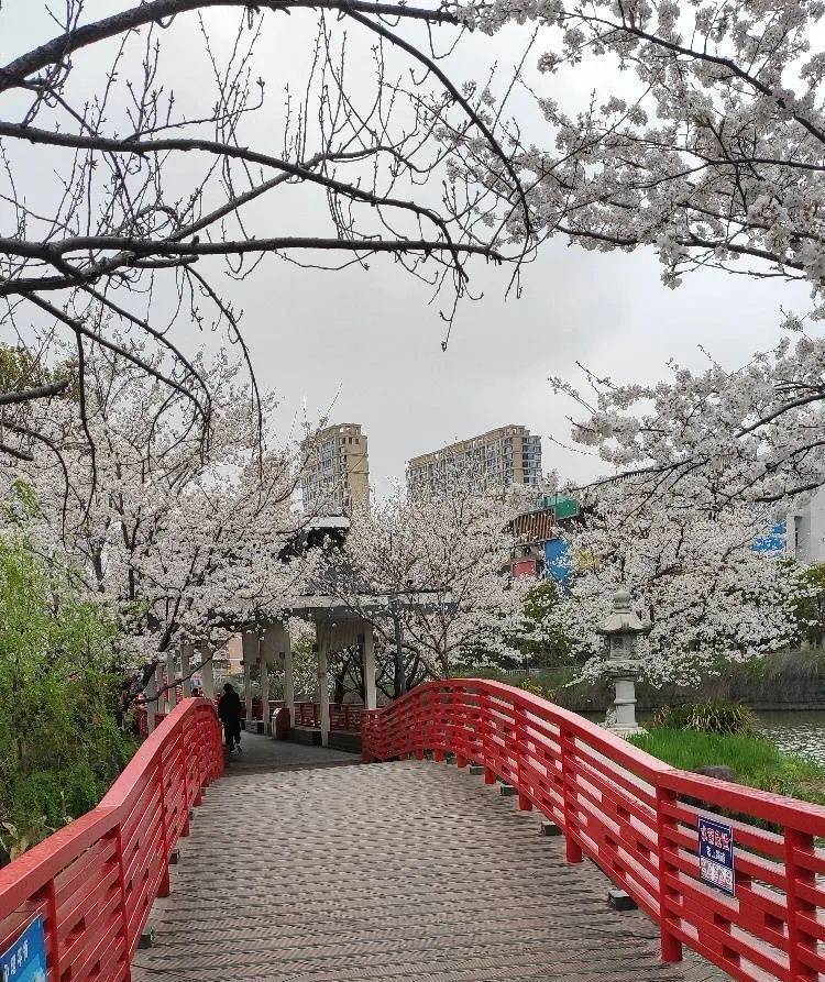 雅各布思|被一夜风雨锤炼后的樱花公园，周末人流量爆满！