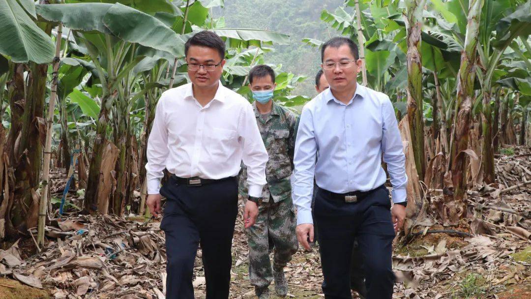 坚持实干真干快干 统筹推进"退蕉还蔗"工作及重大项目建设_江州区_左