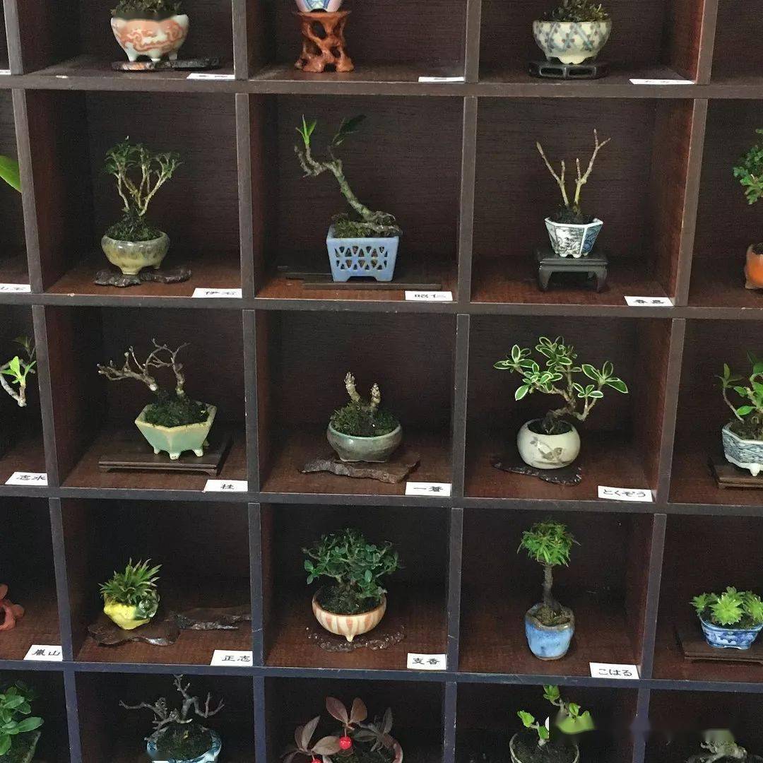 开个盆景店边玩边赚钱