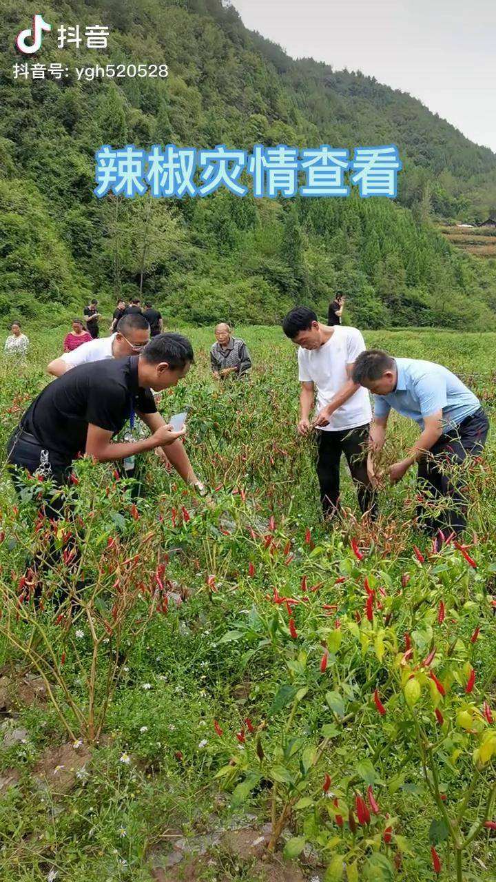 一早就来给百姓查看辣椒受灾情况了,由于辣椒根部腐烂,造成辣椒一棵棵