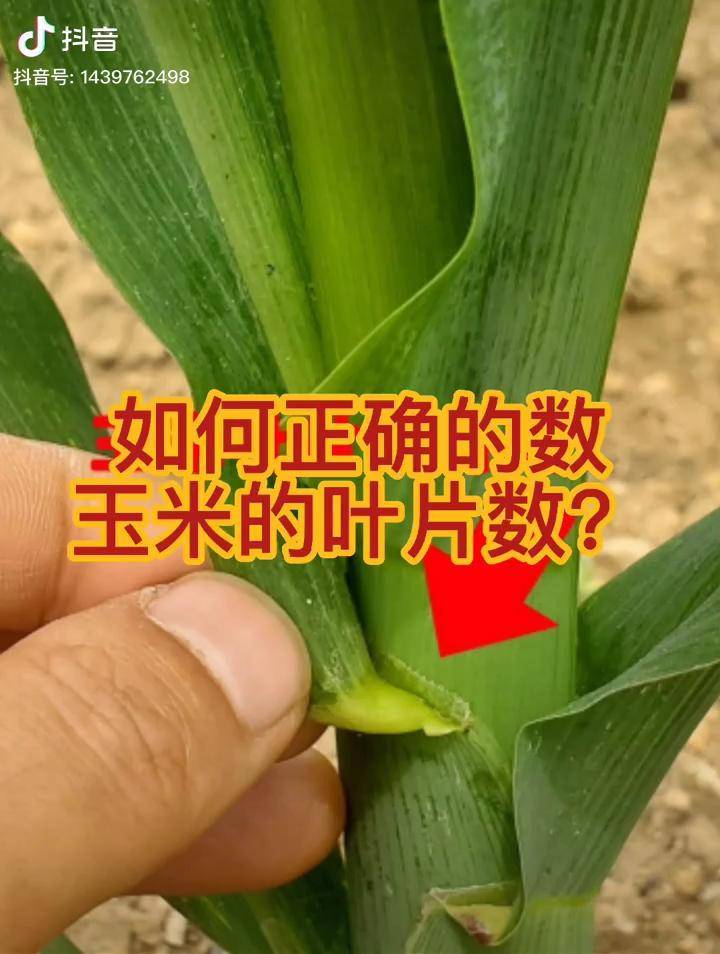 怎样正确数清玉米的叶片三农抖音助农新农人计划2021心向农农业技术