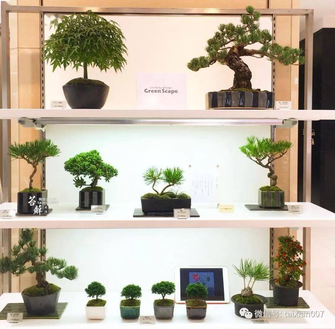 开个盆景店边玩边赚钱