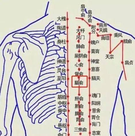 人体后背有一穴,可活血化瘀防大病,让全身气血动起来!_血液_穴位_运行