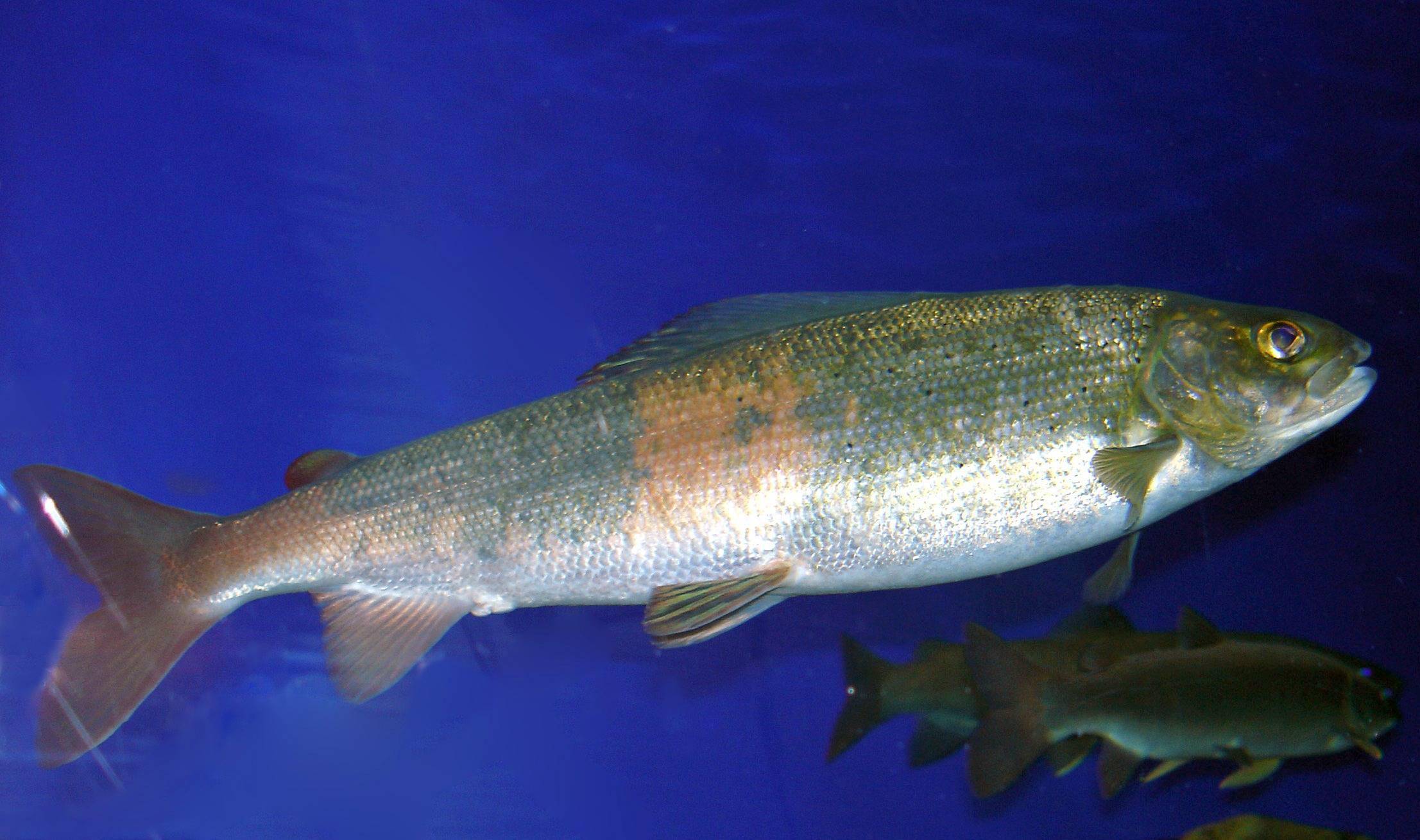 长江需24年蓄满贝加尔湖的水为啥这么多它的价值有多高