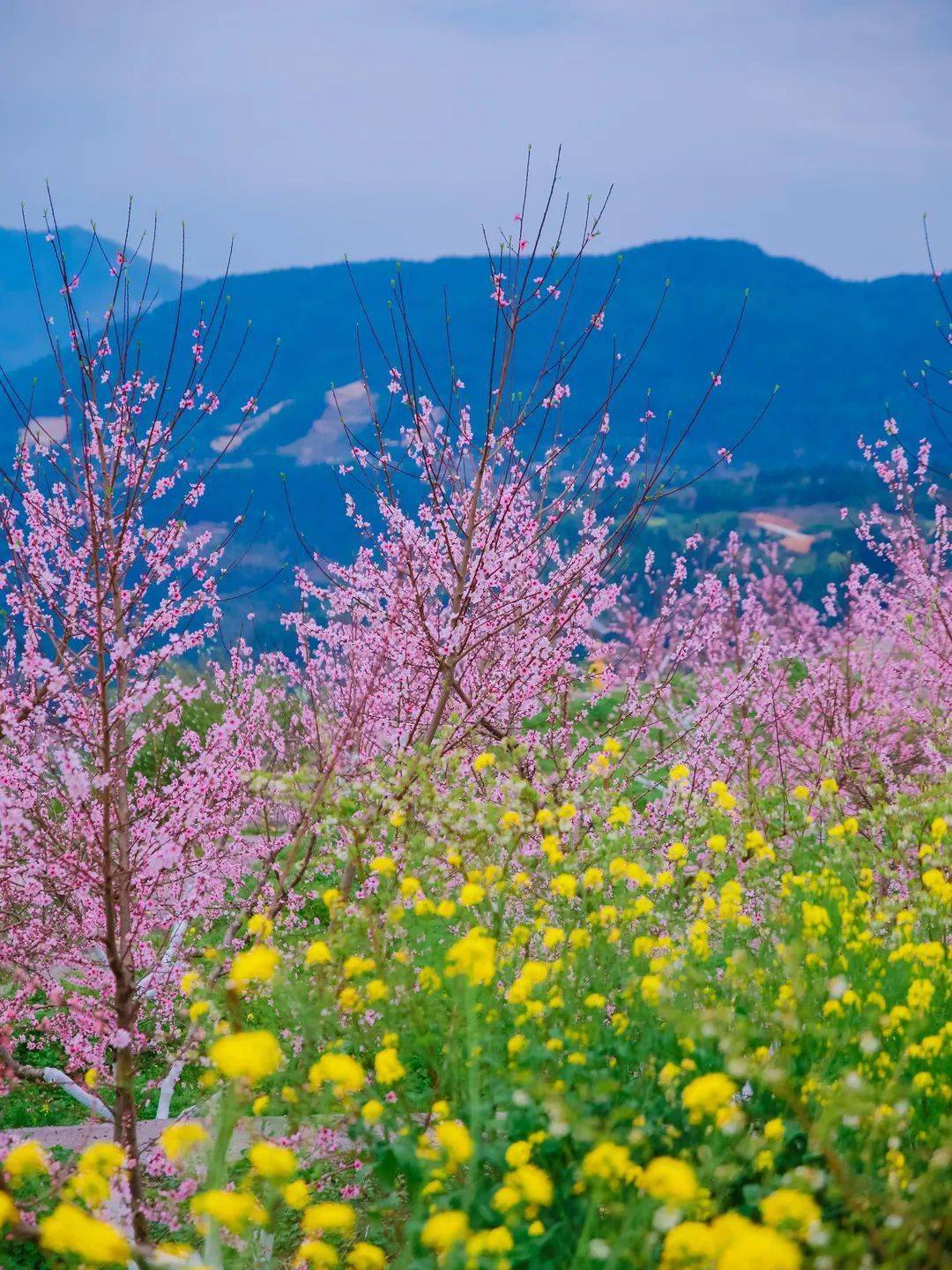惊艳桃花油菜花铺满整片山头泰顺这个花田村落承包了春天最美的样子