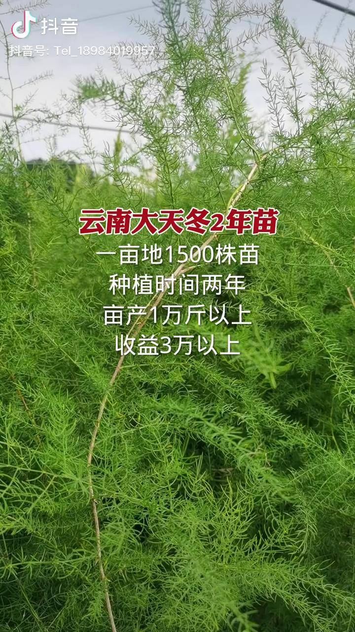 天冬天門冬雲南大天冬天冬種植農業種植雲南大天冬2年苗