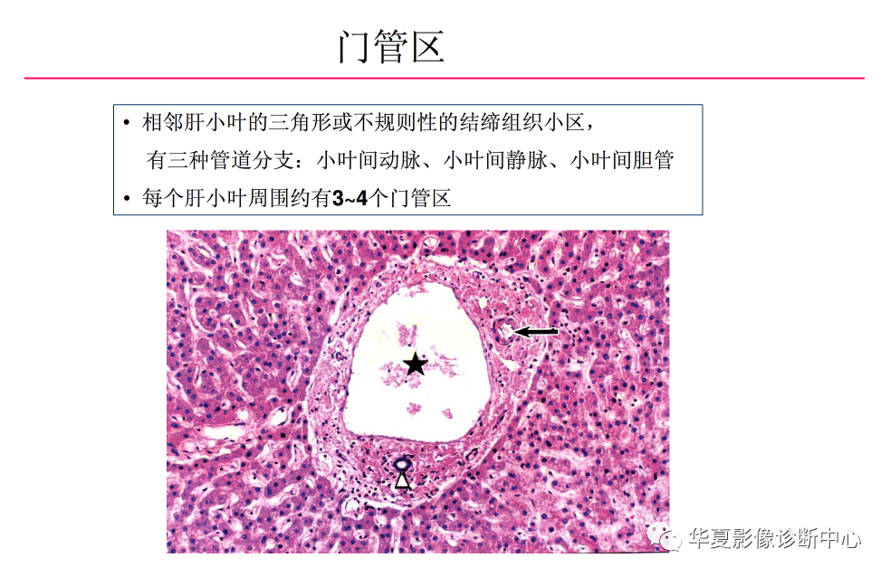 解剖|肝脏影像学与系统解剖