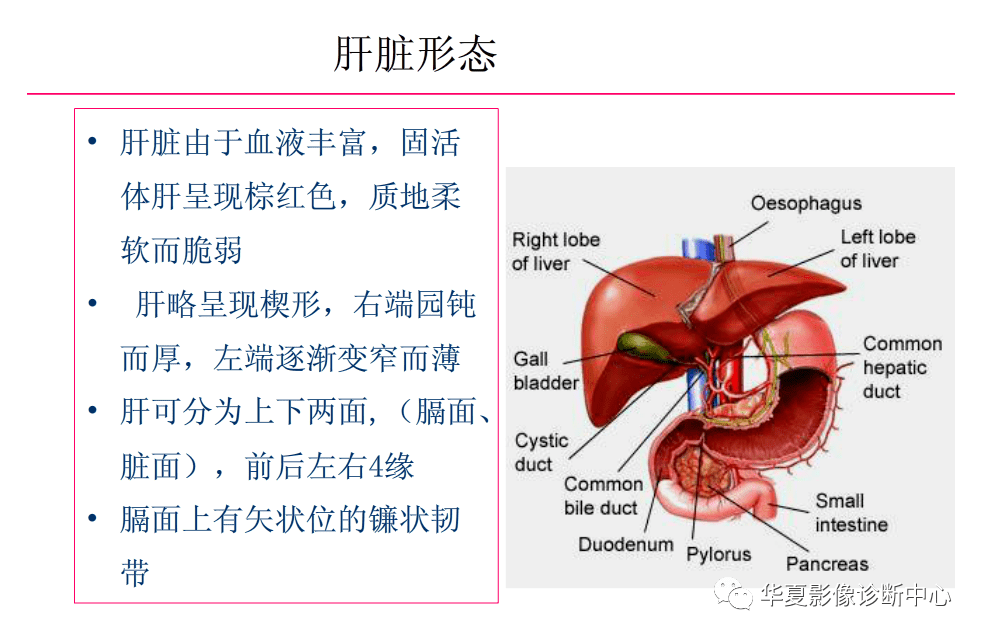 解剖|肝脏影像学与系统解剖