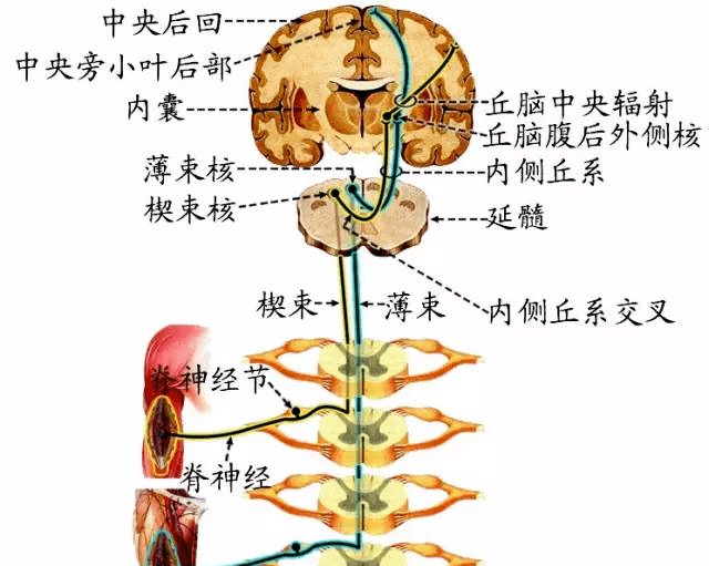 脑和脊髓的传导通路_神经元_交叉_中枢