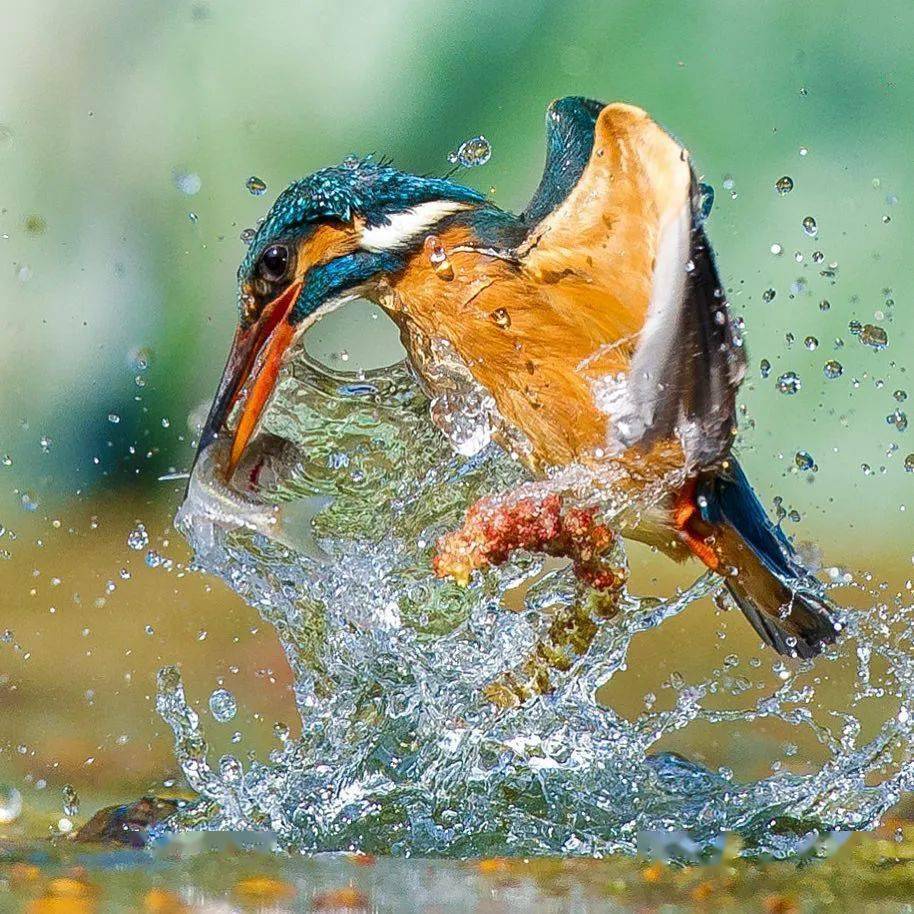 凝固精彩瞬间翠鸟捕食