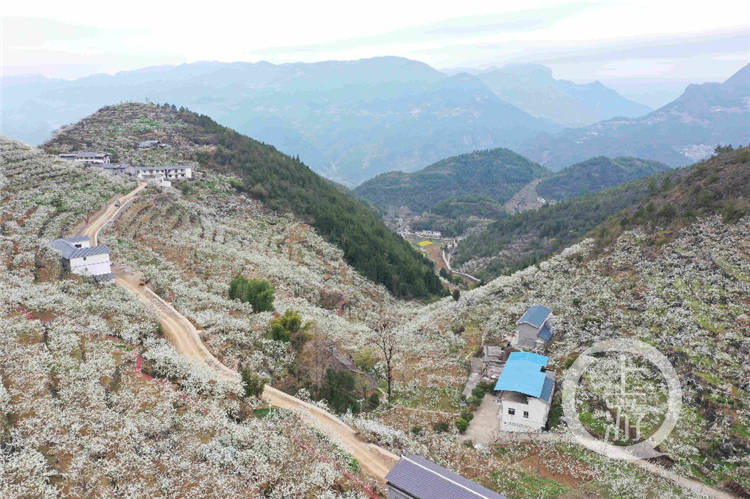 重庆市巫溪县酒泉村青脆李示范种植基地,漫山遍野的李花竞相绽放,抬眼