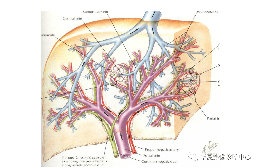 解剖|肝脏影像学与系统解剖