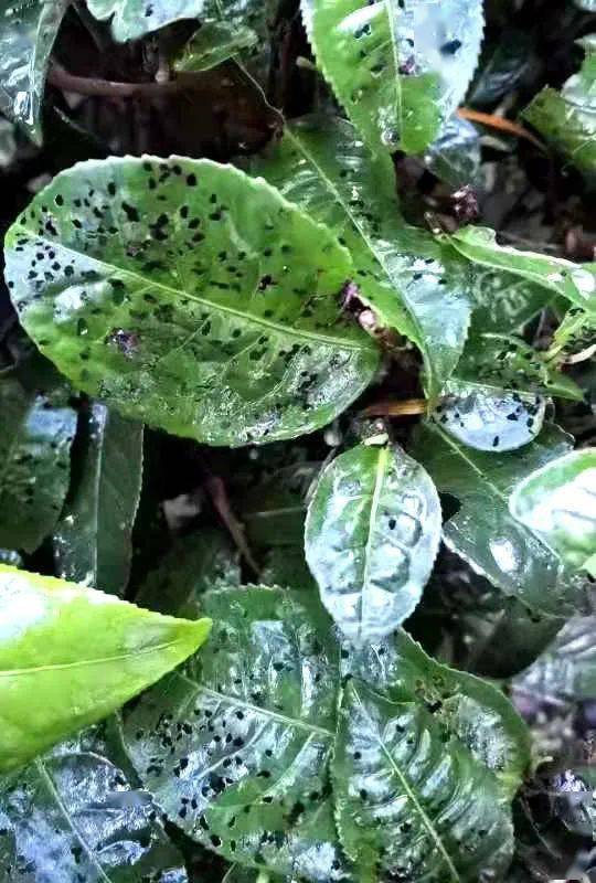 富哥话英德--英德茶人曹召初与他的生态虫口茶