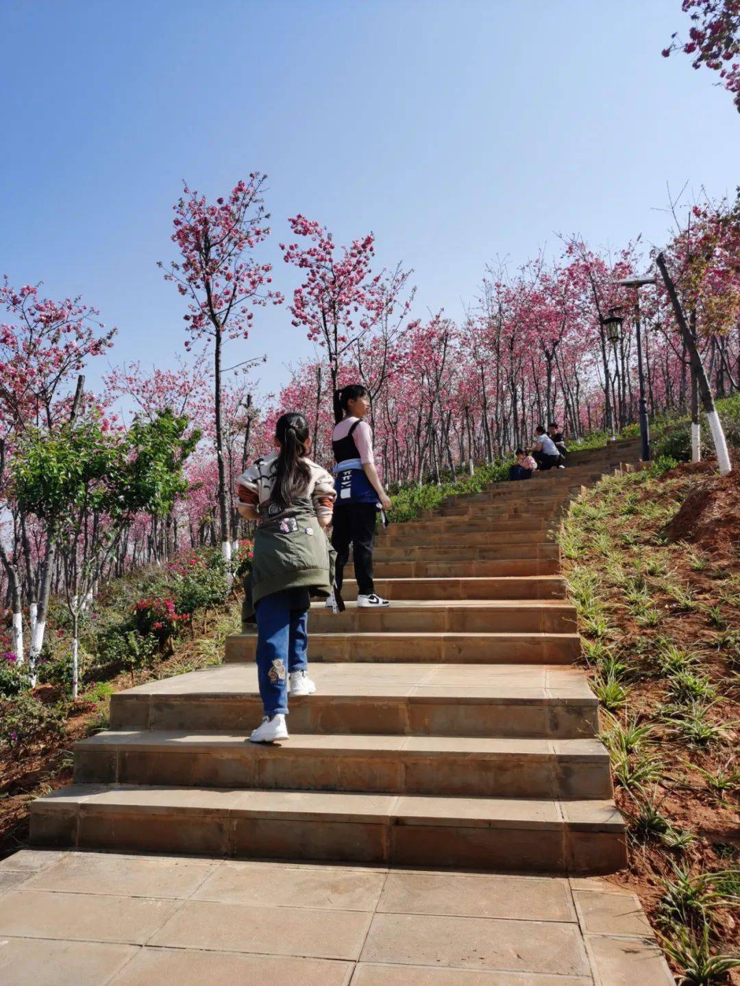 保山东山百亩樱花如约而至