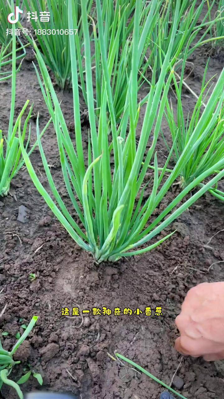 秋冬季節正是種植的好時機種一次能吃半年一直吃到來年春天蔬菜種子