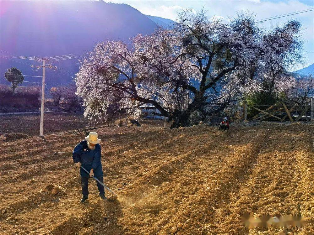 白雪的桃花一排排山桃花開滿枝頭桃花已然盛開香格里拉尼西鄉湯滿村