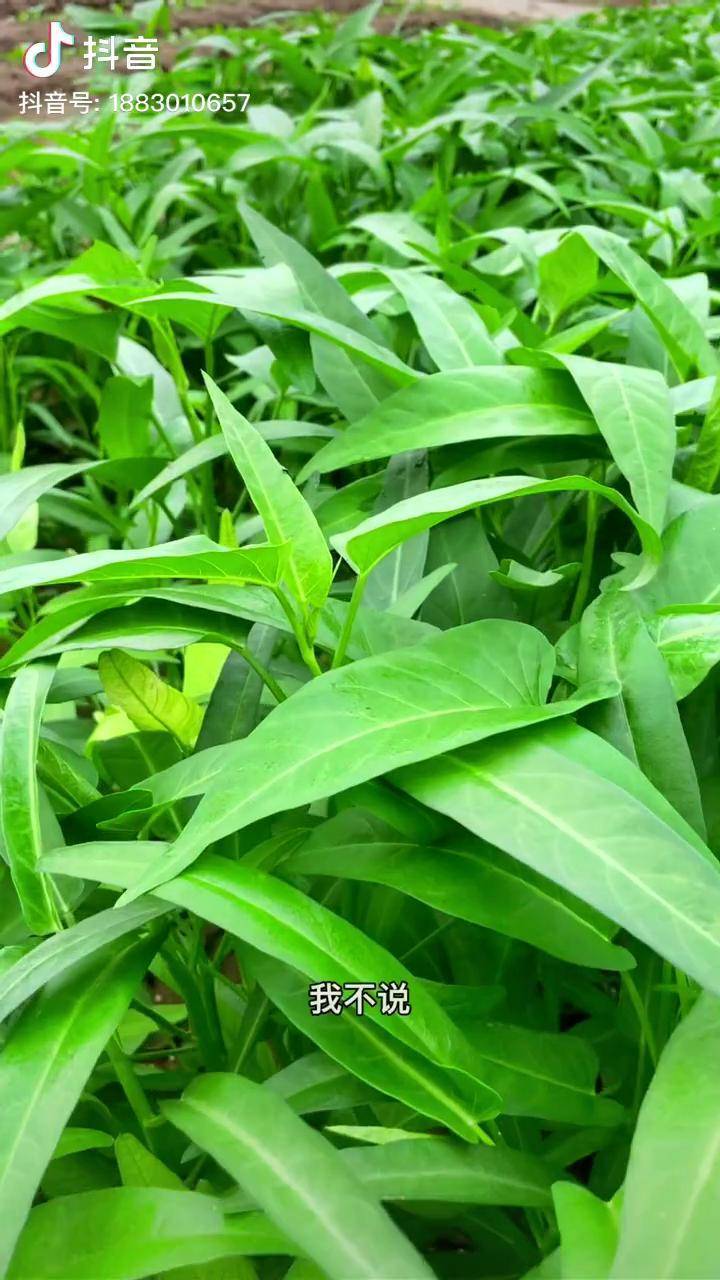 三叉空心菜,一棵顶三棵,多茬采收种一次能吃半年种菜 蔬菜种子 空心菜