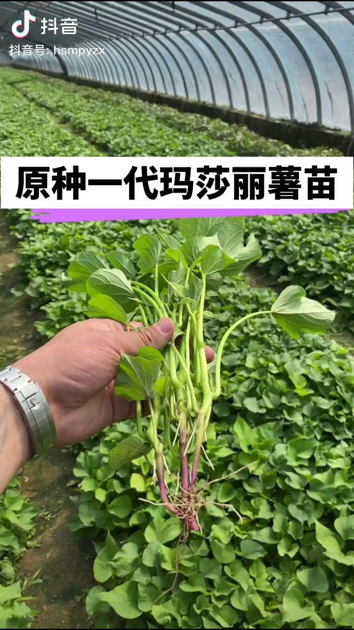 红薯苗 玛莎莉蜜薯苗_红薯_玛莎莉_全国