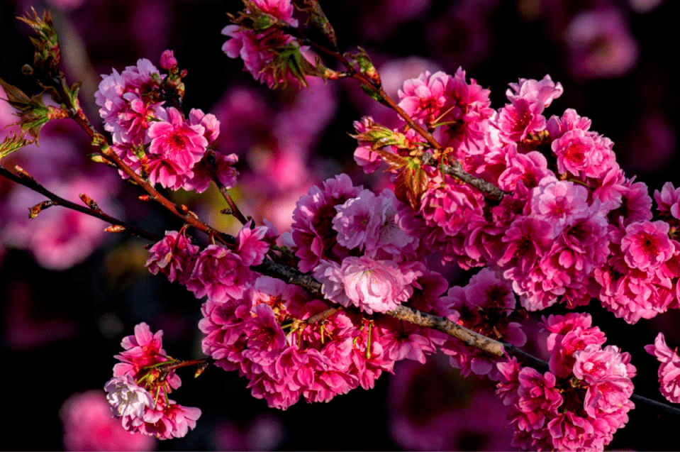 保山东山公园樱花图片