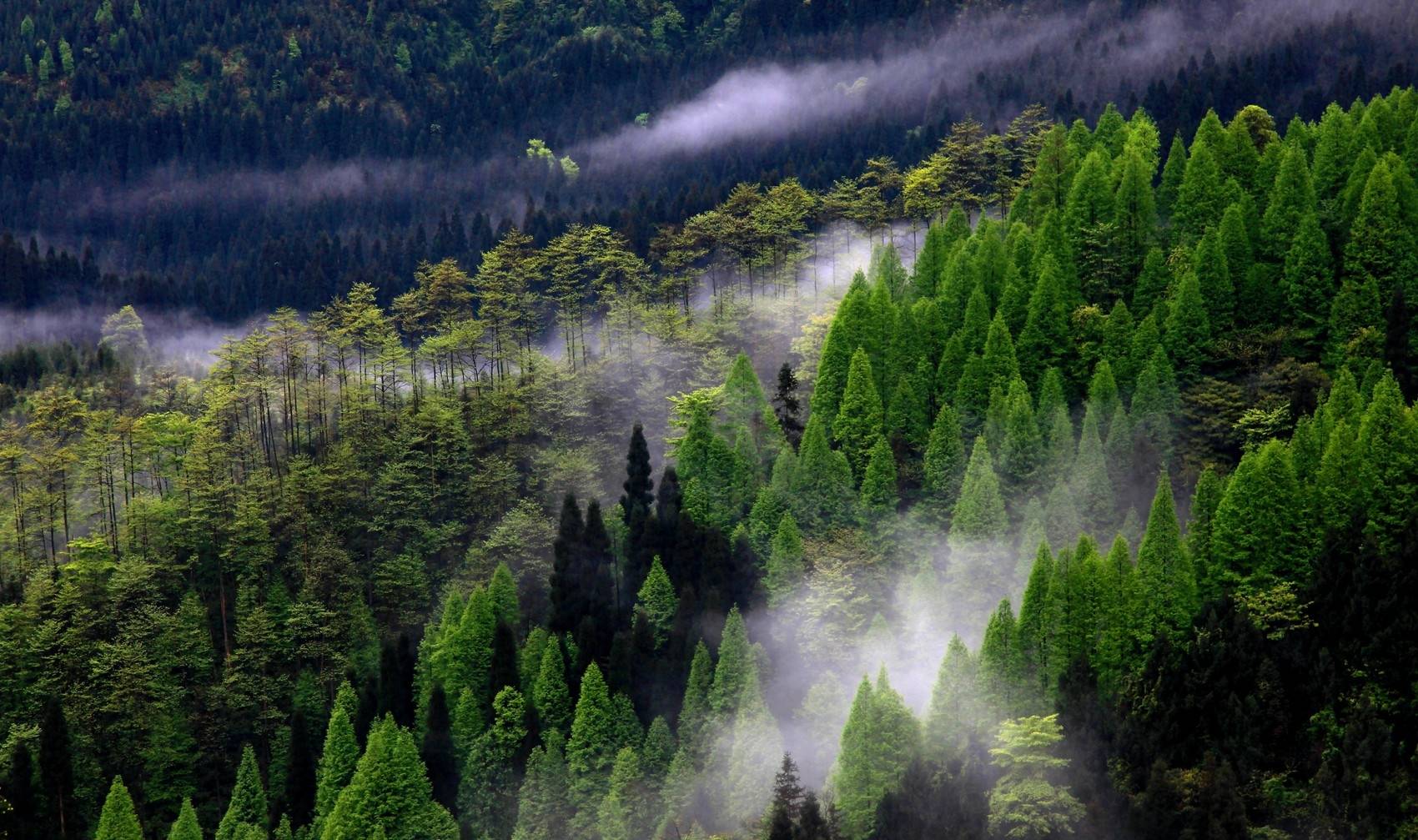 国际森林日：快来看四川有多“绿”吧