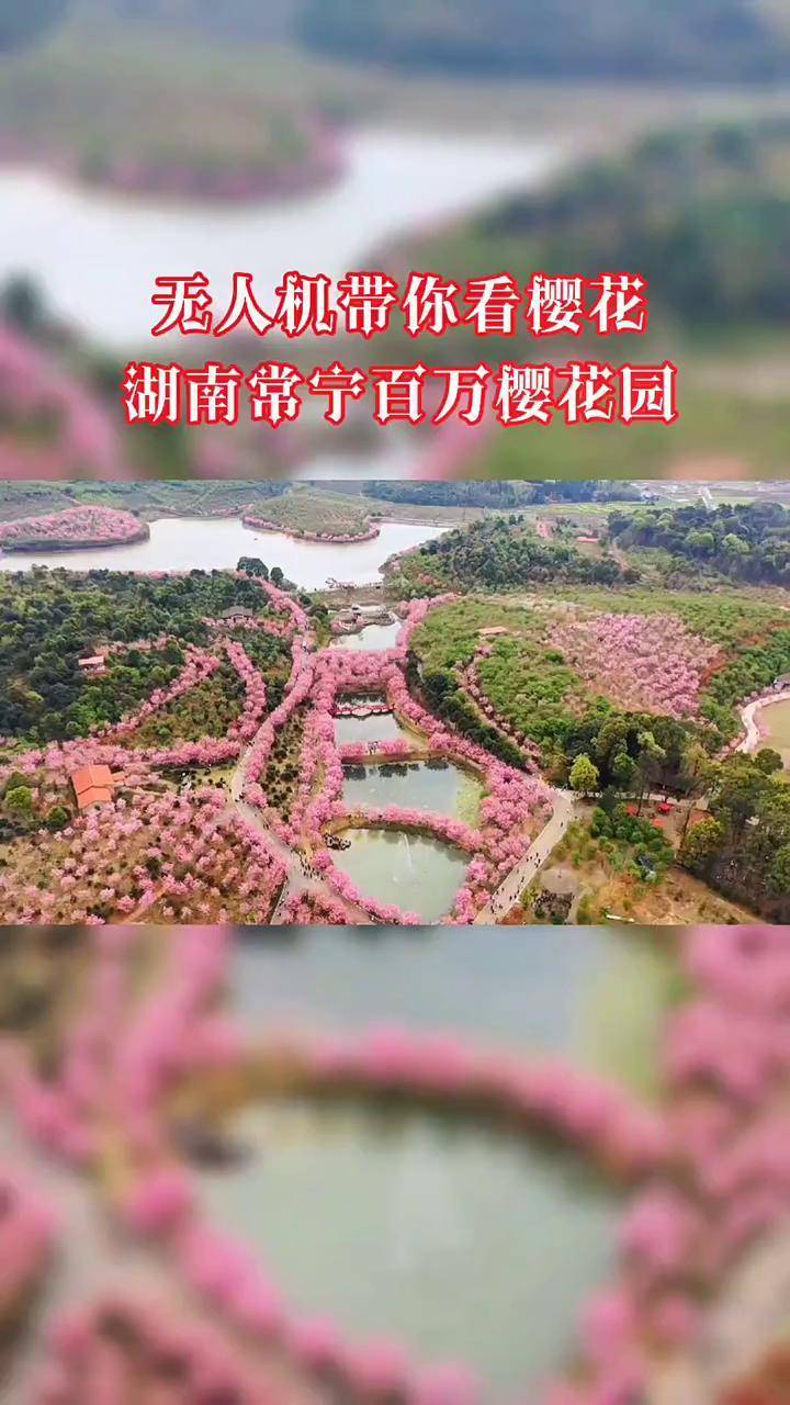 常宁百万樱花园地图图片